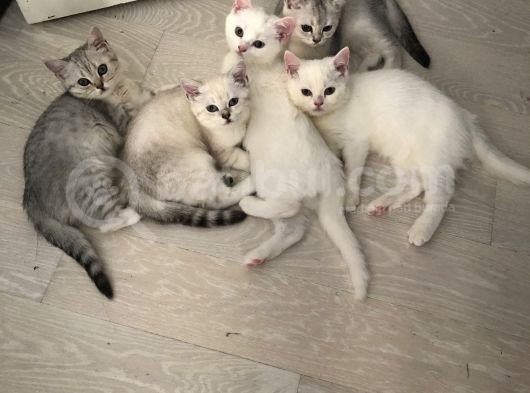 3 Aylık British Shorthair Yavrular Yuvalarına Gitmeye Hazır görsel