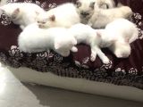 3 Aylık British Shorthair Yavrular Yuvalarına Gitmeye Hazır