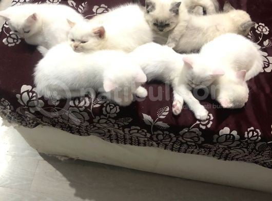 3 Aylık British Shorthair Yavrular Yuvalarına Gitmeye Hazır görsel