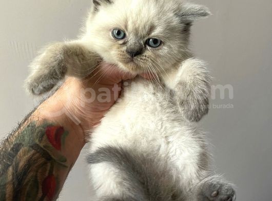 Blue Point British Shorthair Erkek Yavru görsel