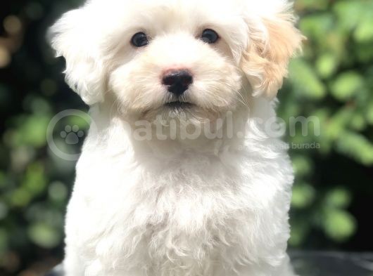 İkizlerin En Tatlısı Dizayn Irk Morkie görsel
