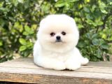Oriji̇nal Pomerani̇an Teddy Face