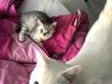 3 Aylık British Shorthair Yavrular Yuvalarına Gitmeye Hazır
