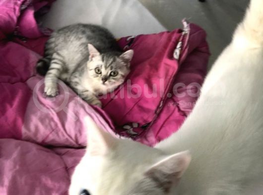 3 Aylık British Shorthair Yavrular Yuvalarına Gitmeye Hazır görsel
