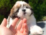 Irkının En İyisi Safkan Shih Tzu Yavrularımız