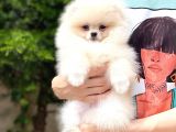 Tatlı Pomeranian