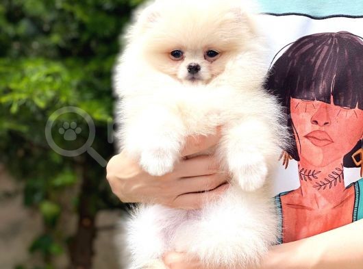 Tatlı Pomeranian görsel