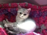 3 Aylık British Shorthair Yavrular Yuvalarına Gitmeye Hazır