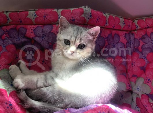 3 Aylık British Shorthair Yavrular Yuvalarına Gitmeye Hazır görsel
