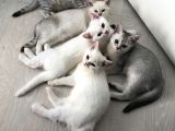 3 Aylık British Shorthair Yavrular Yuvalarına Gitmeye Hazır