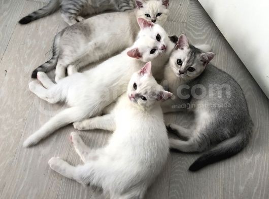 3 Aylık British Shorthair Yavrular Yuvalarına Gitmeye Hazır görsel