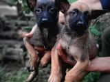 Bursa'Dan Malinois Yavrular