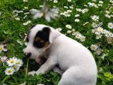 Jack Russel Kısa Bacak Pet Pasaportlu