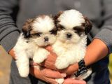 Safkan A Kalite Shih Tzu Yavrularımız