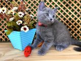 Sıcakkanlı Orijinal Blue British Shorthair Yavrumuz Pier