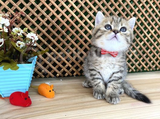 Sıcakkanlı Tosun Golden Tabby British Shorthair Yavrumuz Zora görsel