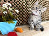 Sıcakkanlı Tosun Golden Tabby British Shorthair Yavrumuz Zora