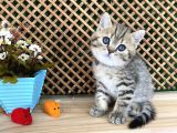Sıcakkanlı Tosun Golden Tabby British Shorthair Yavrumuz Zora
