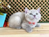 Çocuklarla Anlaşan Lilac British Shorthair Yavrumuz Lori
