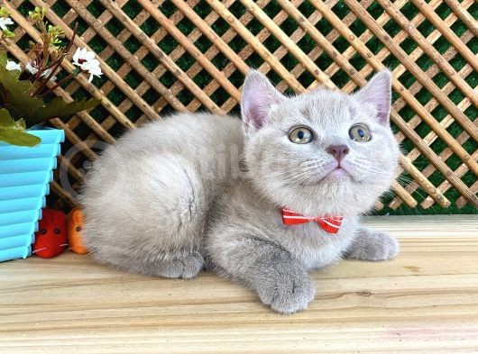 Çocuklarla Anlaşan Lilac British Shorthair Yavrumuz Lori görsel