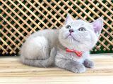 Çocuklarla Anlaşan Lilac British Shorthair Yavrumuz Lori