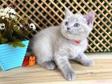 Çocuklarla Anlaşan Lilac British Shorthair Yavrumuz Lori