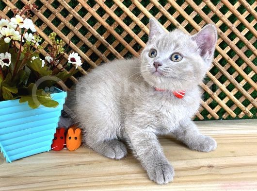 Çocuklarla Anlaşan Lilac British Shorthair Yavrumuz Lori görsel
