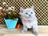 Çocuklarla Anlaşan Lilac British Shorthair Yavrumuz Lori