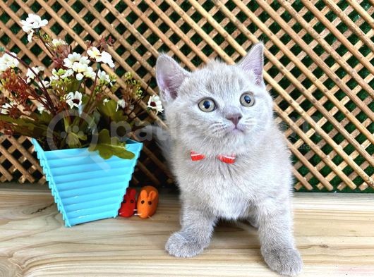 Çocuklarla Anlaşan Lilac British Shorthair Yavrumuz Lori görsel
