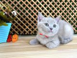Çocuklarla Anlaşan Lilac British Shorthair Yavrumuz Lori