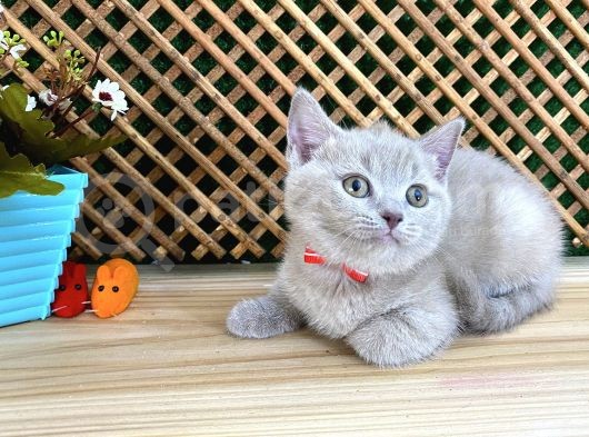 Çocuklarla Anlaşan Lilac British Shorthair Yavrumuz Lori görsel