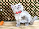 Çocuklarla Anlaşan Lilac British Shorthair Yavrumuz Lori