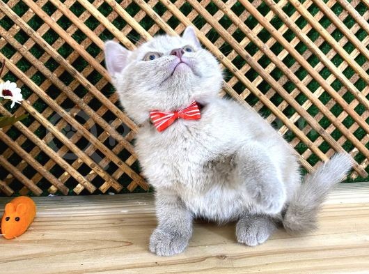Çocuklarla Anlaşan Lilac British Shorthair Yavrumuz Lori görsel