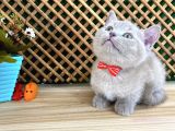 Çocuklarla Anlaşan Lilac British Shorthair Yavrumuz Lori