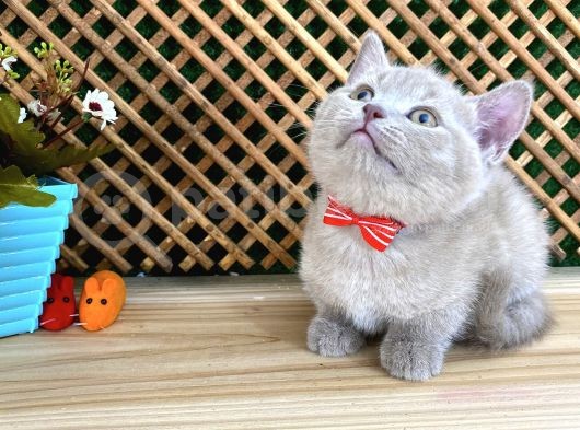 Çocuklarla Anlaşan Lilac British Shorthair Yavrumuz Lori görsel