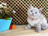 Çocuklarla Anlaşan Lilac British Shorthair Yavrumuz Lori