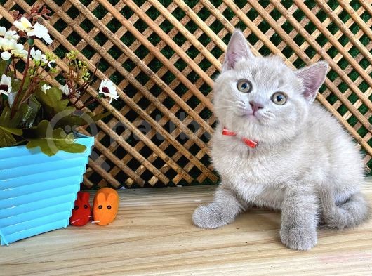 Çocuklarla Anlaşan Lilac British Shorthair Yavrumuz Lori görsel