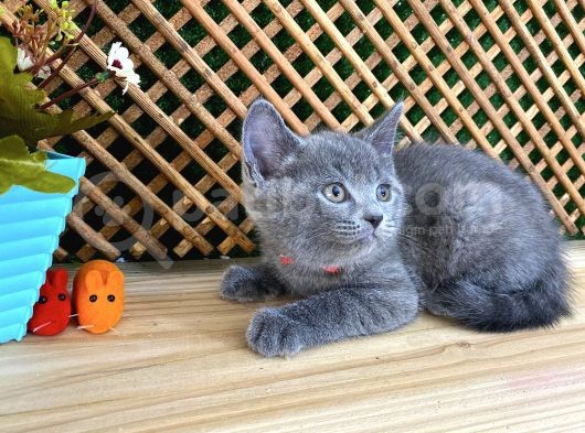 Sıcakkanlı Orijinal Blue British Shorthair Yavrumuz Pier görsel