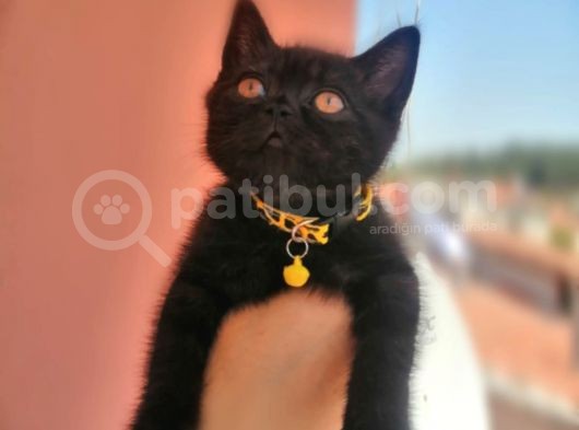 British Erkek Yavrularımız 1.200Tl görsel