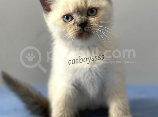 Sevimli Blue Point British Shorthair Erkek Yavrumuz görsel