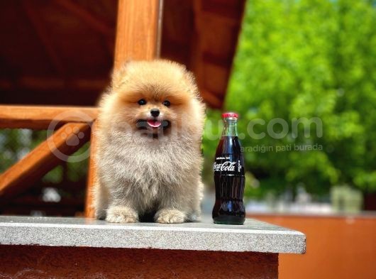 Ayı Surat Pomeranian Boo Yavrularımız