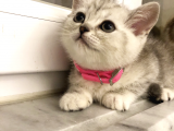 2 Eşsiz Güzel Kedi