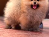 Ayı Surat Pomeranian Boo Yavrularımız