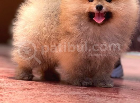 Ayı Surat Pomeranian Boo Yavrularımız görsel
