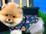 Aa Kalite T-Cup Yakışıklı Pomeranian Oğlumuz Fanta