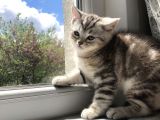 2 Eşsiz Güzel Kedi