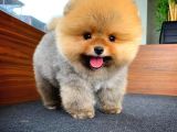 Aa Kalite T-cup Yakışıklı Pomeranian Oğlumuz Fanta