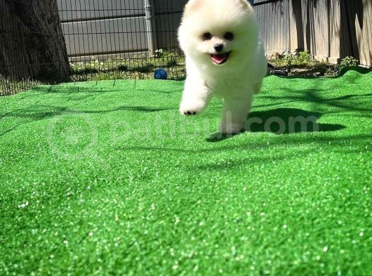 Irk Ve Sağlık Garantili Pomeranian Boo Yavrularımız görsel
