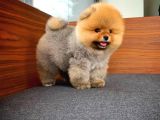 Aa Kalite T-Cup Yakışıklı Pomeranian Oğlumuz Fanta