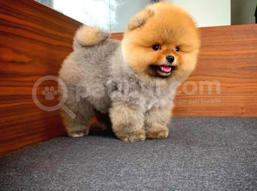 Aa Kalite T-Cup Yakışıklı Pomeranian Oğlumuz Fanta görsel